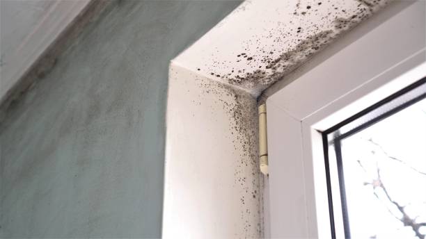 Best Asbestos and Lead Testing During Mold Inspection  in Pinole, CA