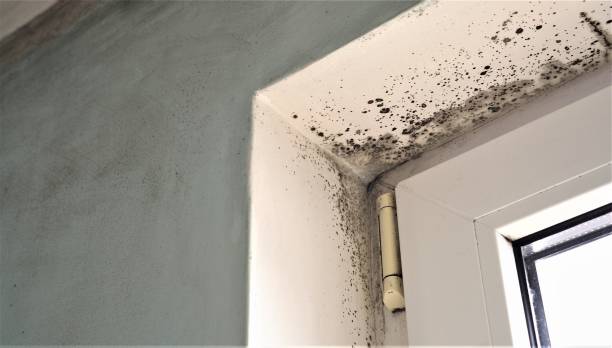 Best Post-Remediation Verification Testing  in Pinole, CA