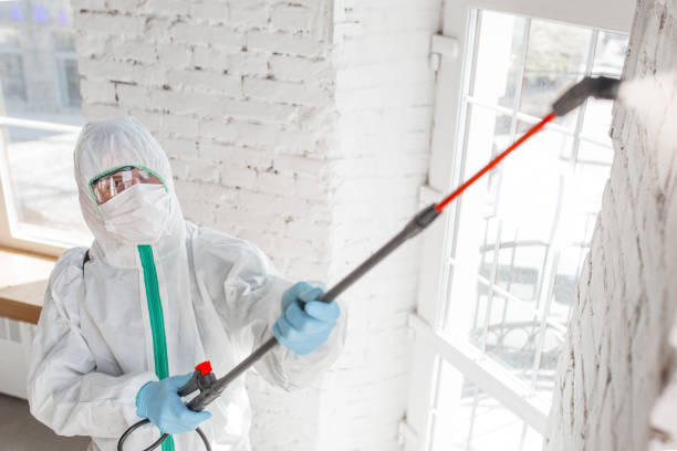 Best Mold Odor Removal Services  in Pinole, CA