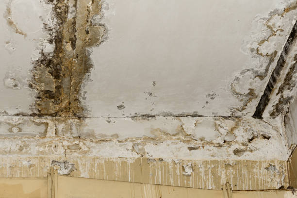 Best Basement Mold Removal  in Pinole, CA