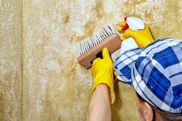 Reliable Pinole, CA Mold Removal Solutions