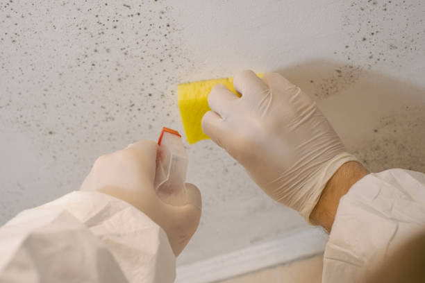 Best Airborne Mold Testing  in Pinole, CA