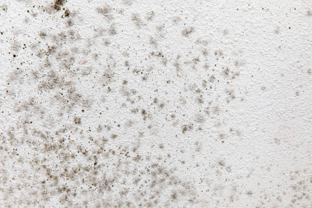 Best Mold Documentation for Insurance Claims  in Pinole, CA