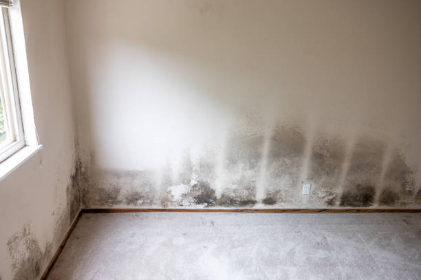 Best Forensic Mold Investigation  in Pinole, CA
