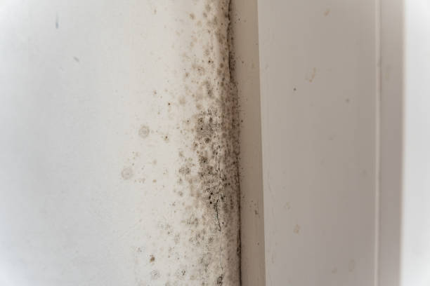 Best Water Damage & Mold Remediation  in Pinole, CA