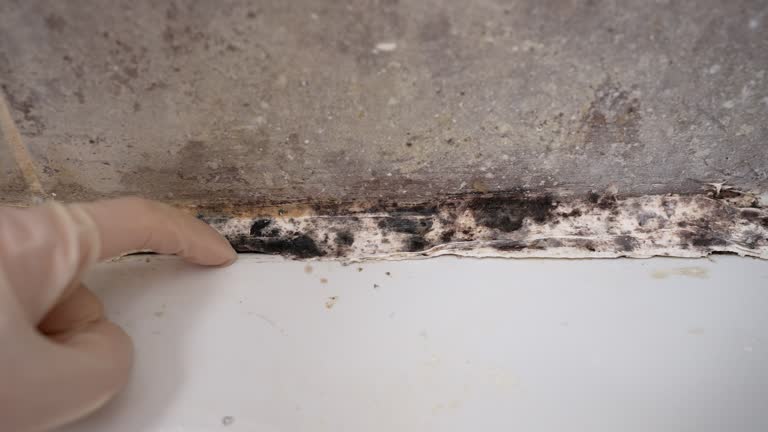 Environmental Consulting for Mold Prevention in Pinole, CA